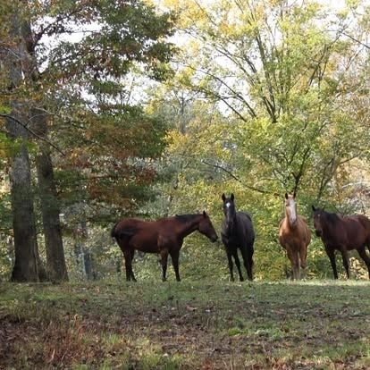 Horses on the farm